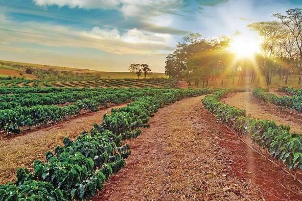 El cultivo requiere de singulares condiciones y mano de obra capacitada.