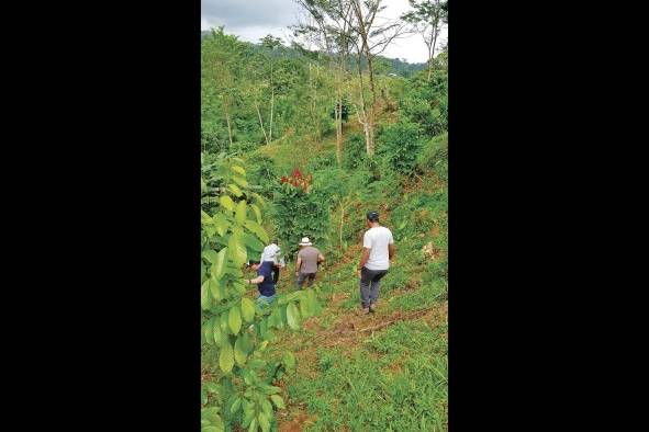 Los caficultores iniciaron este año la ruta del café.