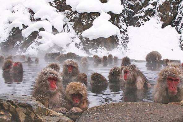 Monos en aguas termales