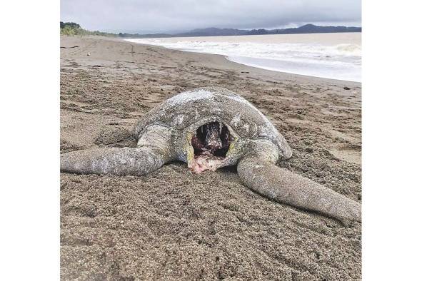 Los depredadores se llevan las cabezas de las tortugas.