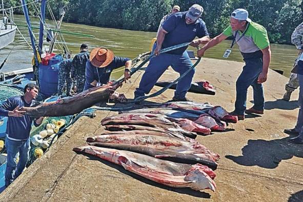 La carga incautada incluyó más de 226 unidades de tiburones, peces vela, marlín, dorado, bonito, así como 602 aletas de tiburón y una tortuga.