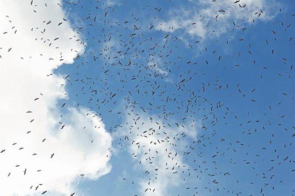 Las rapaces utilizan las corrientes de aire caliente para avanzar y ahorrar energía.