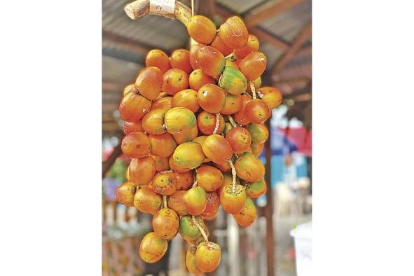 Esta planta representa una fuente importante de alimento para la familia rural panameña