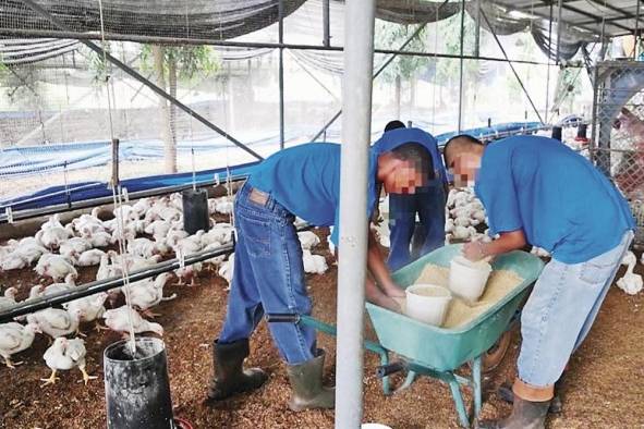 En la imagen un grupo de jóvenes preparando el pienso de las aves de corral.