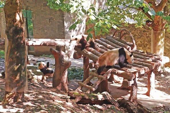 Hasta antes de 2021 el oso panda gigante se encontraba en peligro de extinción.