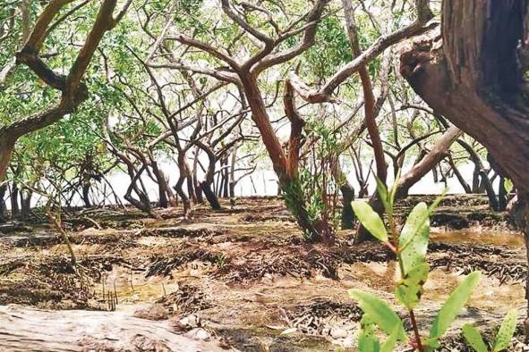 La riqueza ambiental de El Salado es hogar para miles de aves playeras nativas y decenas de miles de migratorias que cruzan el continente, buscando refugio en sus bosques.