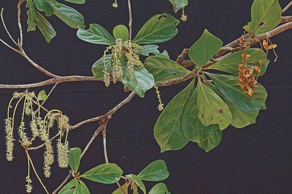 Árbol amarillo (Terminalia amazonia)