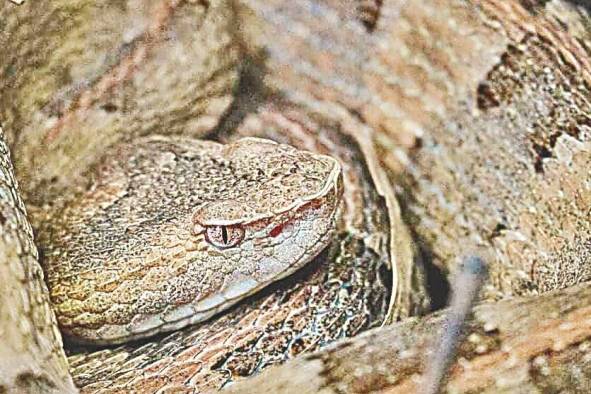 'Porthidium lansbergii' (patoca), especie  de importancia médica en Panamá.