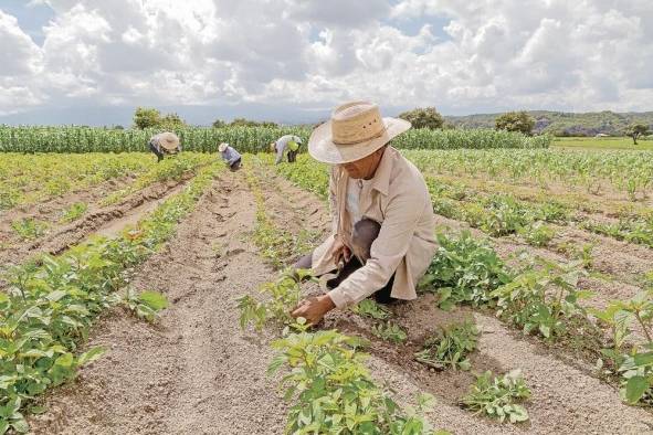 El sector agropecuario genera una quinta parte del empleo en los países miembros del Sica.