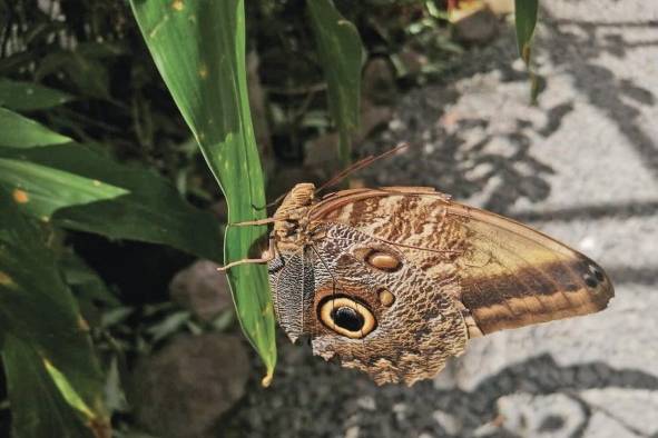 El mariposario es uno de los sitios más contemplados por su belleza.