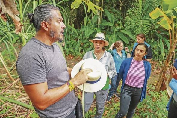 Nos mostraron la planta y el proceso de confección del sombrero de hoja de toquilla.