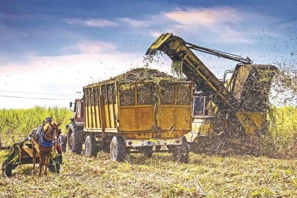 Un tractor recoge la caña de azúcar durante la zafra del Central Azucarero Antonio Sánchez