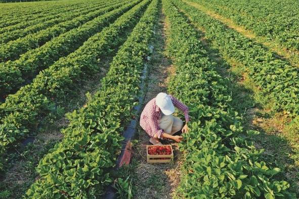 Las investigaciones del Idiap giran entorno a los rubros como el arroz, maíz, poroto, papas, camote, por mencionar algunos.