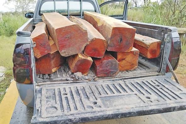 El 'pick up' con nueve tucas de cocobolo trasladó la madera al patio de una empresa en Pacora.