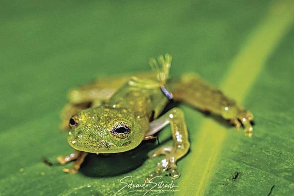 ¿Por qué no se deben tener ranas de cristal como mascotas?