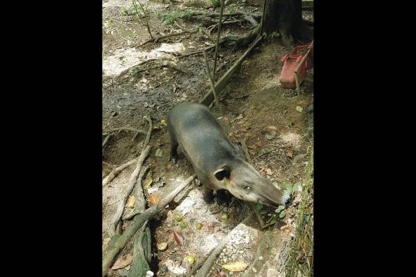 Los zoocriaderos brindan un importante mensaje sobre el valor de la fauna.