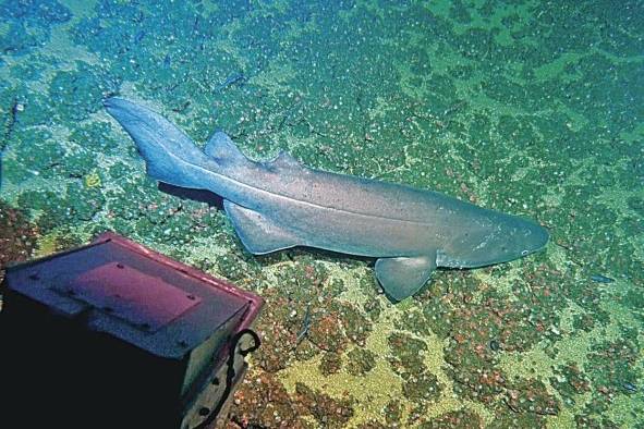 Coiba es considerada de gran importancia para la ciencia.