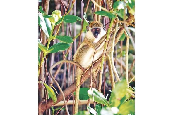 Los visitantes también pueden tener una experiencia cercana con la naturaleza.