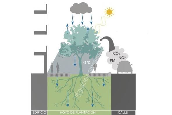 Funciones ambientales del árbol en la ciudad: prevención de escorrentía, infiltración de agua lluvia, mejora del microclima, filtración de radiación solar y absorción de contaminantes.