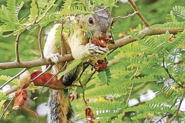 Los árboles también son primordiales para el resguardo de la biodiversidad.