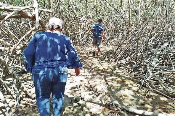 Recorrido por los manglares de El Salado en Aguadulce, Coclé.