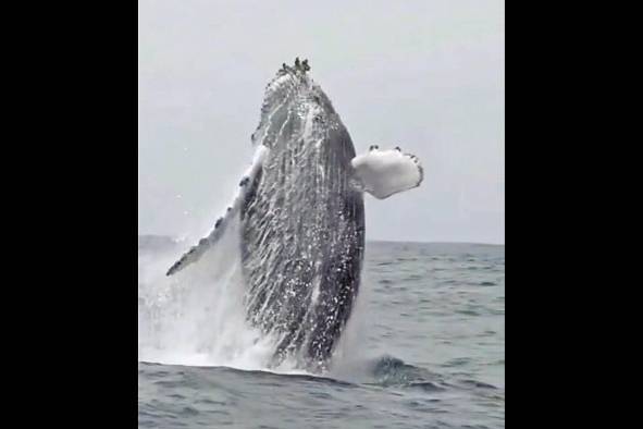 Una inmensa ballena jorobada salta sobre la superficie del mar cerca de isla Iguana, para cortejar a la hembra y ahuyentar a sus rivales .