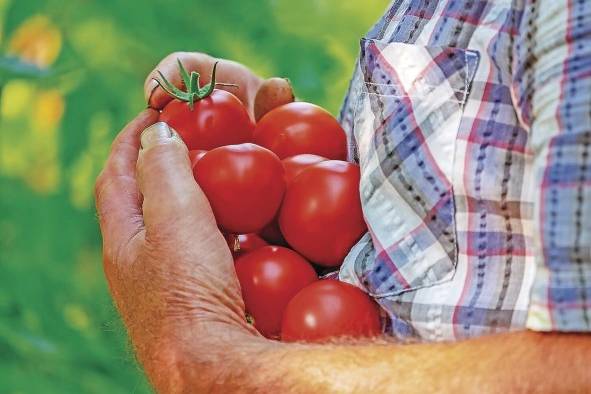 La observación de la Tierra es útil para identificar riesgos y tomar decisiones respecto a la agricultura, seguridad alimentaria, salud pública y gestión hídrica.