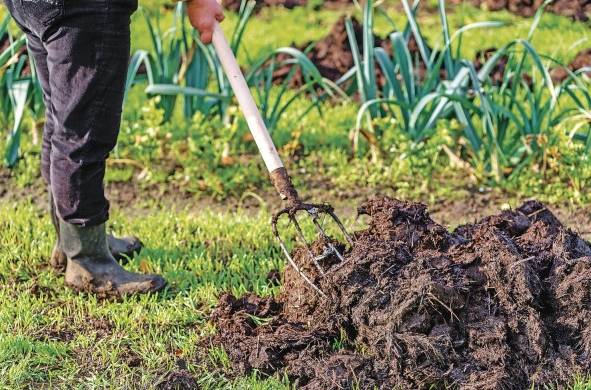 El tratamiento del estiércol es una de las actividades que causa que el sector agro genere emisiones de metano.