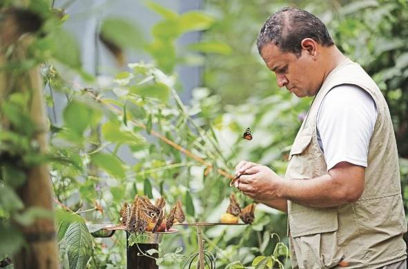 El biólogo Samuel Valdés trabaja con mariposas en el “Mariposario Cerro La Vieja”.