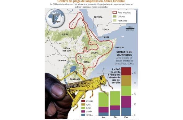 De proporción apocalíptica, la plaga de langosta que asola África