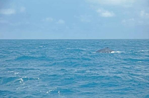 Las ballenas jorobadas llegan a la costa del Pacífico ecuatoriano en busca de aguas calientes para su apareamiento.