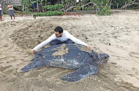 Sea Turtle Conservancy se ha dedicado a asegurar la supervivencia de las tortugas marinas.