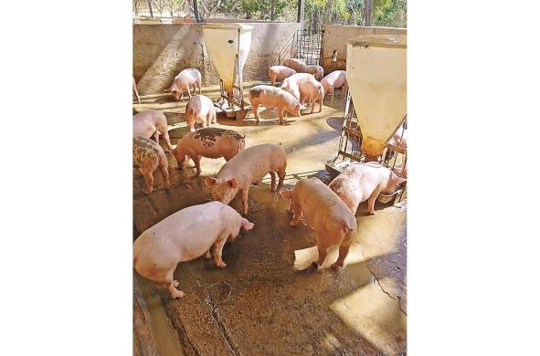 El ingreso del virus de la PPA puede alcanzar hasta el 100% de mortalidad en una granja porcina intensiva o de traspatio.