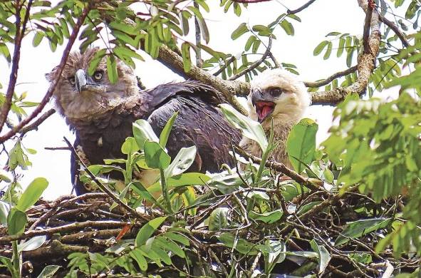 46 nidos de Águila Harpía son monitoreados en el área de Donoso y la provincia de Darién.