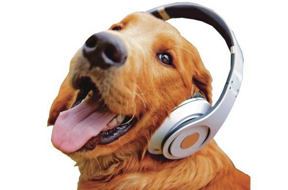 Para las mascotas que se quedan en casa la música es una buena opción.