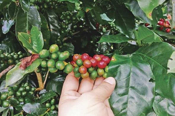 El consumo per cápita del café en Panamá anda por los 5,9 kg.
