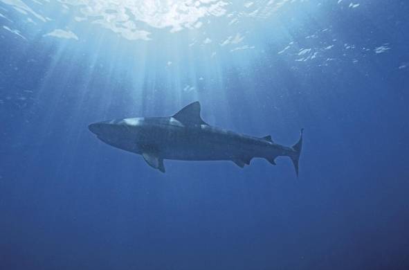 Tiburón arenero, 'Carcharhinus obscurus'.