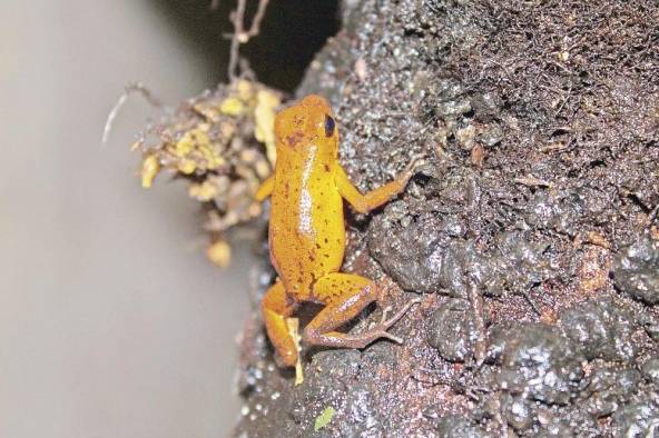 Ranita venenosa de fresa Oophaga pumilio