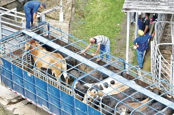 Ganaderos arrean reses a un camión en una finca en Panamá, un país libre en un 90% del gusano barrenador.