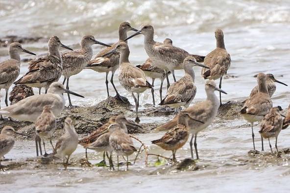 Las aves migratorias playeras son las principales beneficiadas en los humedales.