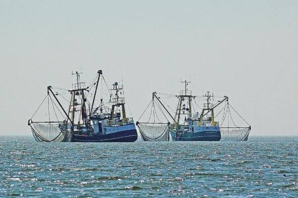 Los buques de pesca de captura y buques relacionados a esta actividad deberán usar la plataforma e-LAND para desembarcar.