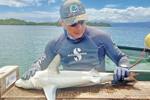 Un investigador del Parque Nacional Galápagos le toma las medidas a una cría de tiburón.