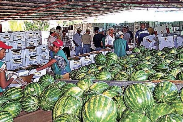 La sandía es uno de los principales rubros de exportación