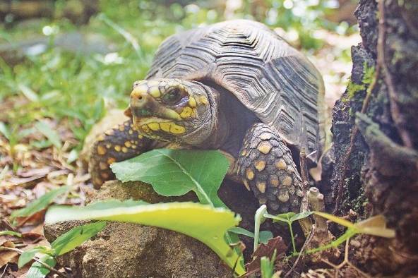 Tortuga terrestre de patas rojas Chelonoidis carbonaria