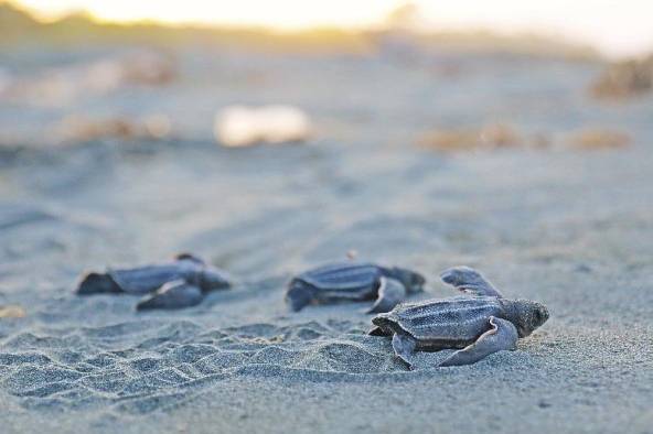 Los bonos azules tienen entre sus objetivos financiar proyectos para proteger la naturaleza.