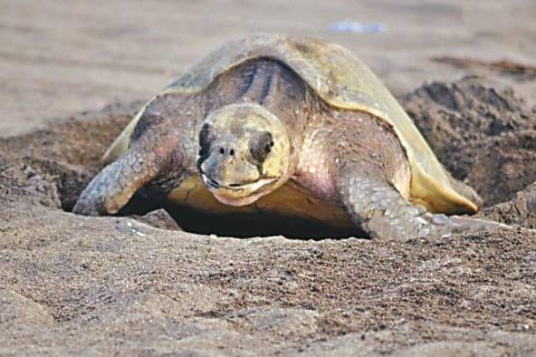 Las tortugas marinas han vagado por la tierra durante más de 100 millones de años y han sido vitales para nuestros ecosistemas marinos.