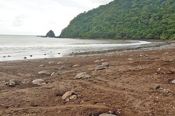 Aunque se pueden encontrar tortugas marinas en ambas costas del Pacífico y el Caribe en Panamá, la mayoría de la población reside en el lado del Pacífico.