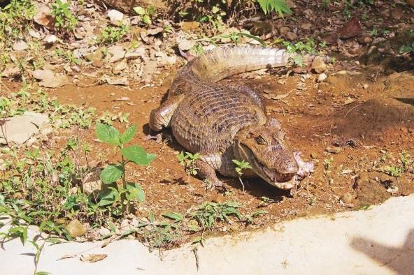 Caiman ocelado Caiman crocodilus