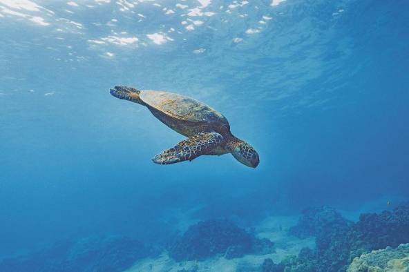 La reserva marina Galápagos comprende 13 grandes islas en un área de 40 millas náuticas.