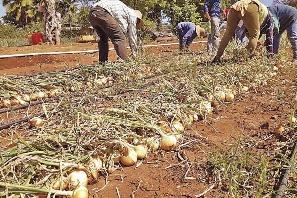 La provincia de Chiriquí registra el mayor porcentaje de siembra de cebolla con 99,4%.